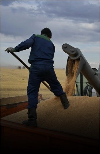 Уборочные работы зерновых культур завершены на 100%