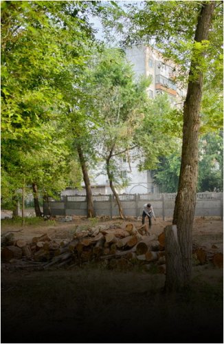 В Казахстане ужесточат наказание за незаконную вырубку деревьев