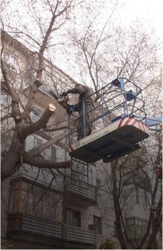 Куда обращаться для санитарной обрезки деревьев, сообщили коммунальщики 