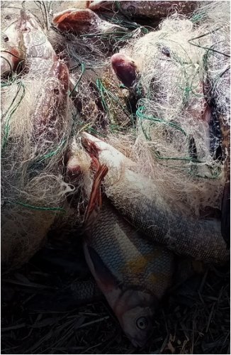 Улов на более чем 320 килограммов изъяли у браконьеров во время запрета на рыбалку