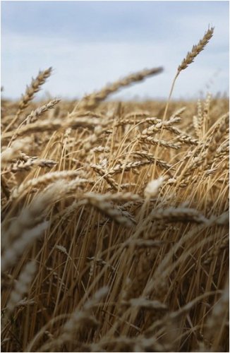  Павлодарские мукомолы заявляют, что пшеницы осталось на несколько дней