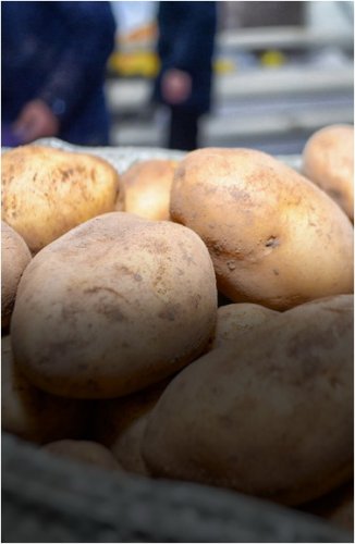 Повышение цены на картофель и морковь объяснили павлодарские чиновники