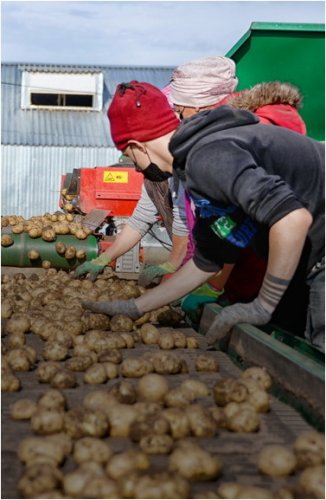Американская компания заинтересовалась переработкой и экспортом павлодарского картофеля
