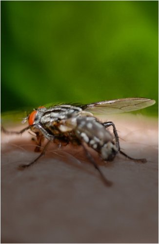 Жители садоводства «Реченька» страдают от нашествия мух