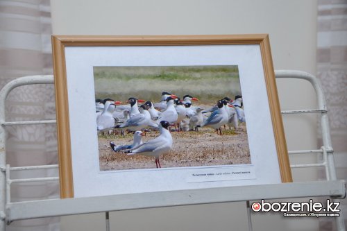 В честь Международного дня птиц в областной библиотеке открыли уникальную выставку