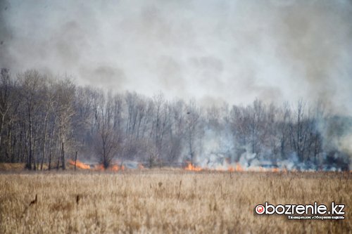 Число лесных пожаров в Павлодарской области увеличилось на 40%