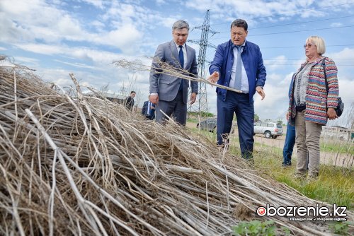 Истреблять циклахену в Павлодарской области намерены в этом году