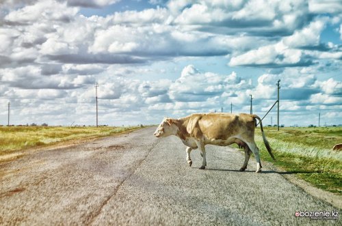 Владельцев бесхозно пасущегося скота наказали в Павлодарской области
