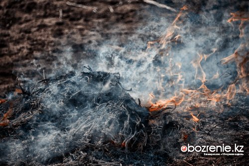 Более десяти гектаров выгорело за несколько недель в дачных садоводствах Павлодарской области