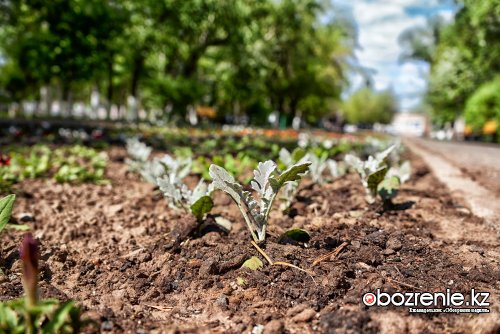 В Павлодаре началась массовая подготовка клумб к посадке многолетних растений