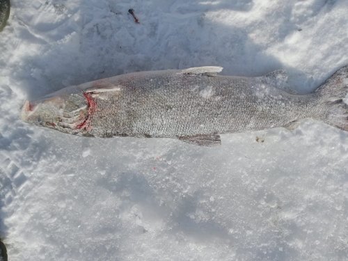 Уголовное дело за ловлю краснокнижной рыбы открыли в Павлодарской области