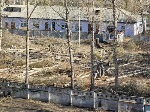 Десятки деревьев вырубили без разрешения в Павлодаре
