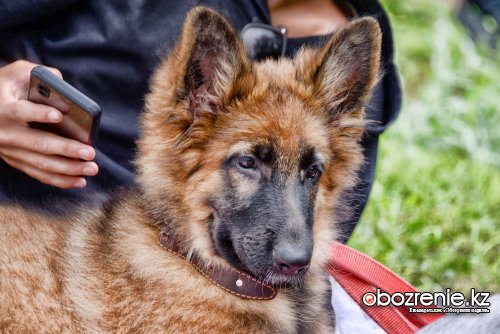 Выставку для более 40 породистых собак провели в центре Павлодара
