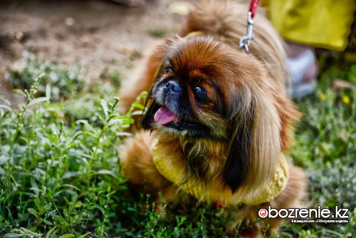 Выставку для более 40 породистых собак провели в центре Павлодара