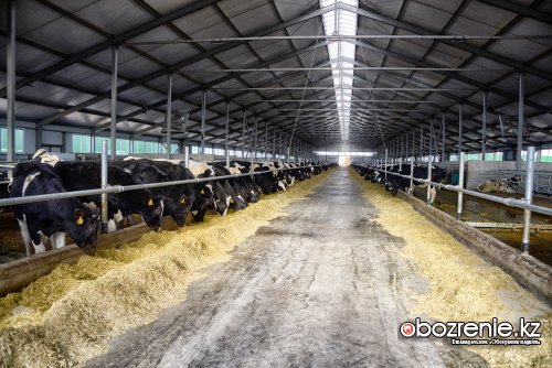 Увеличить производство молока намерены в Павлодарской области