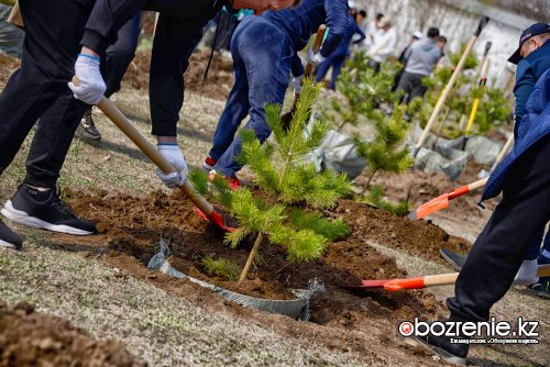 Высадка деревьев и дворовые уборки: как в Павлодаре провели субботник