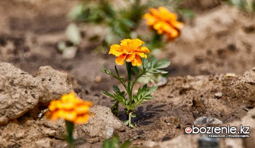 Ежедневный полив цветников в Павлодаре гарантирует подрядчик