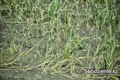 Аким Павлодарской области поставил точку в вопросе объявления режима ЧС из-за засухи